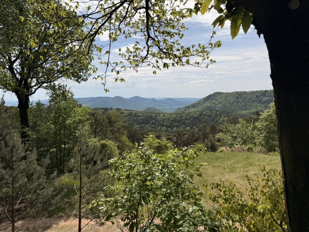 Pfälzer Wald Landschaft