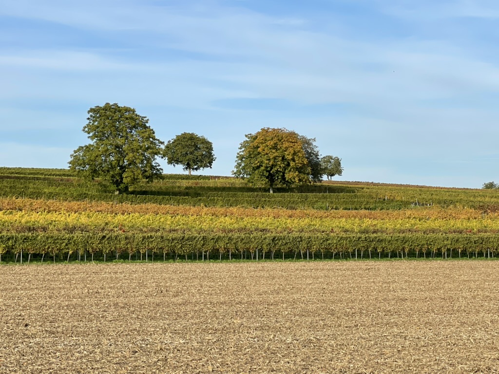 Weinberge und Kulinarik